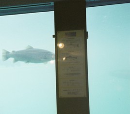 水族館１FH010035.JPG
