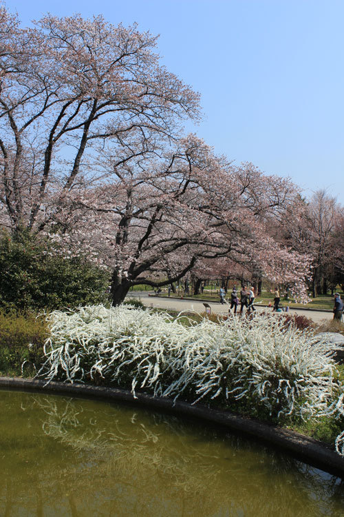 bIMG_1812桜と雪柳.jpg